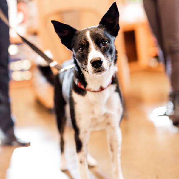 pet-grooming-in-rogers-ar-faithful-friends-animal-clinic